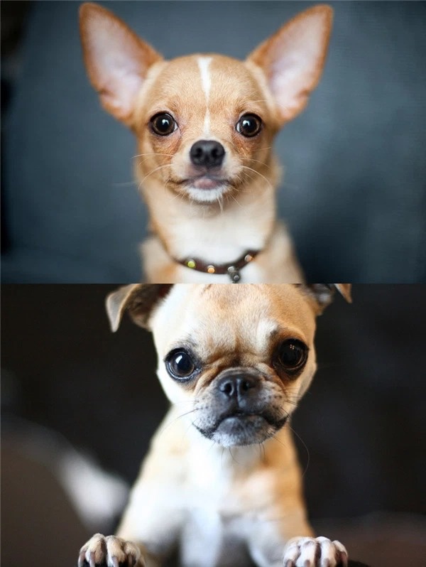 top-6-giong-cho-pug-lai-don-tim-cac-con-sen