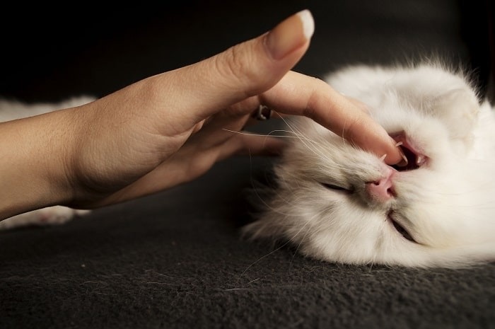 Mèo cắn nhẹ bạn để bắt chước cách mèo lớn và mèo con tiếp xúc với nhau một cách trìu mến.