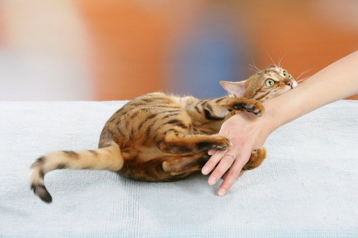 Đôi khi vết cắn của mèo thể hiện là chúng đang khó chịu chuyện gì đó.