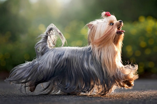 Bộ lông dài mềm mượt của Yorkshire Terrier