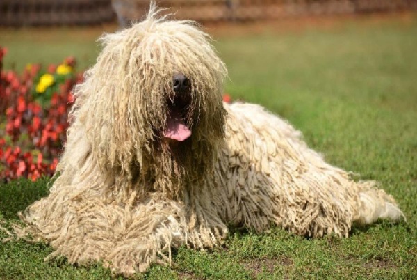 “Giẻ lau di động” Komondor
