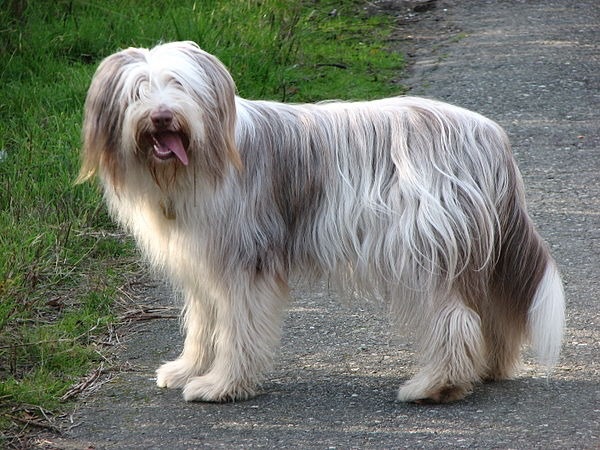 Bearded Collie được yêu thích nhờ bộ lông dài xinh đẹp