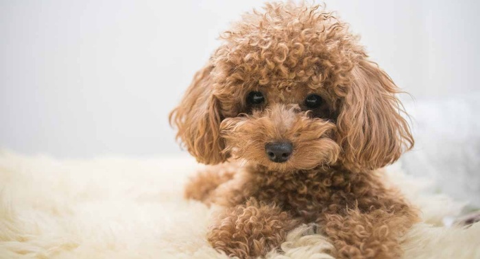 Poodle là giống chó lông xù phổ biến nhất tại nước ta