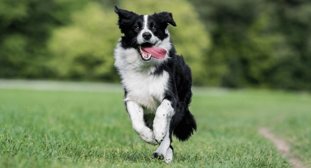 Ngoại hình hút mắt của chó chăn cừu Border Collie