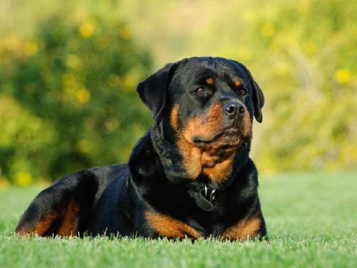 Giống chó mặt nhăn đáng yêu Rottweiler