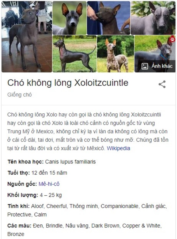 5-giong-cho-pho-bien-o-mexico