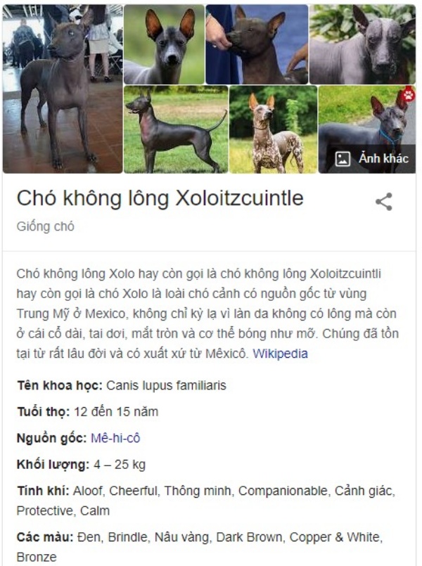 5-giong-cho-pho-bien-o-mexico