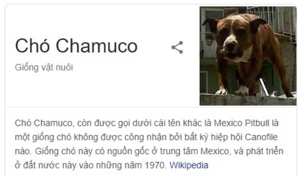 5-giong-cho-pho-bien-o-mexico