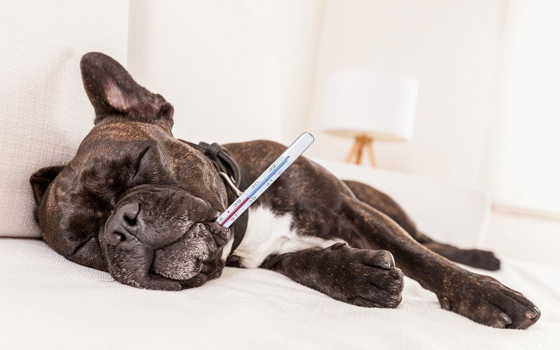 Giữ cho thú cưng của bạn không gian sống sạch sẽ 