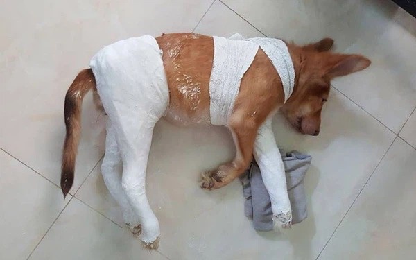 Phương pháp điều trị cho chó bị gãy chân