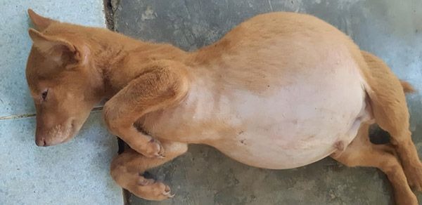 Chó bị chướng bụng đầy hơi