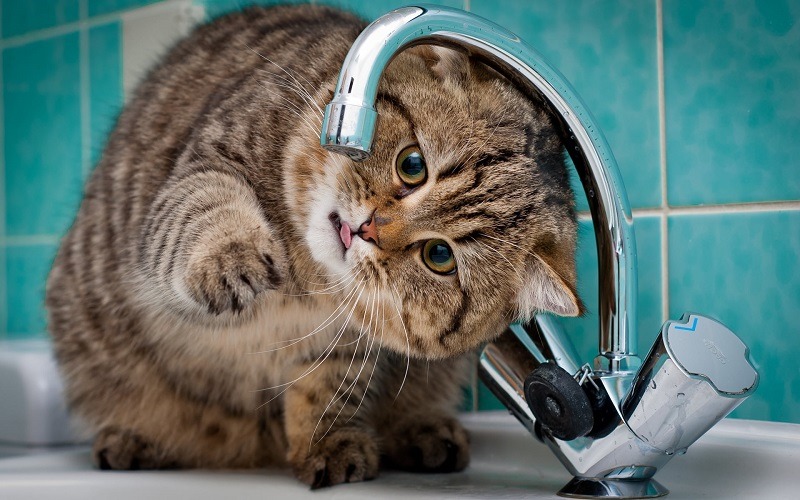 Uống quá nhiều nước cũng có thể gây hại cho mèo