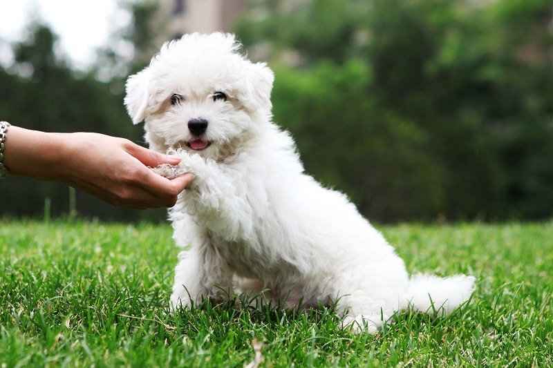 Chó mèo cảnh cần được chăm sóc bởi con người