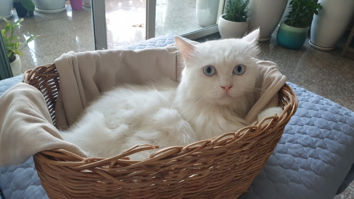 Nên sử dụng dịch vụ nào để gửi mèo dịp Tết?