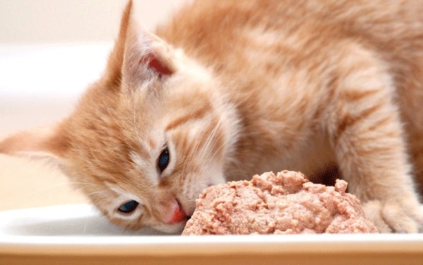 Pate là món ăn khoái khẩu của nhiều chú mèo
