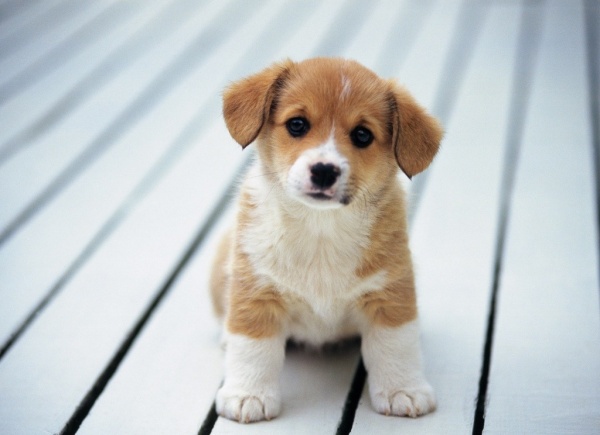 Những lưu ý khi chăm sóc chó con mới mua về