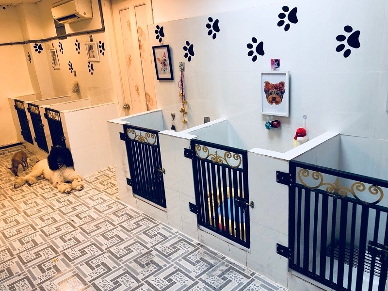 Dịch vụ khách sạn thú cưng phổ biến 