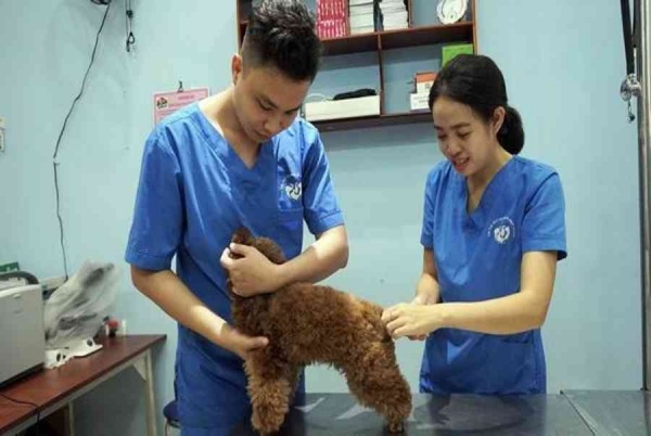 Bạn có thể đưa poodle của mình đến phòng khám Thú Y Thi Thi