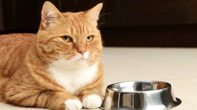 Đột nhiên chán ăn là biểu hiện của việc mèo bị bệnh