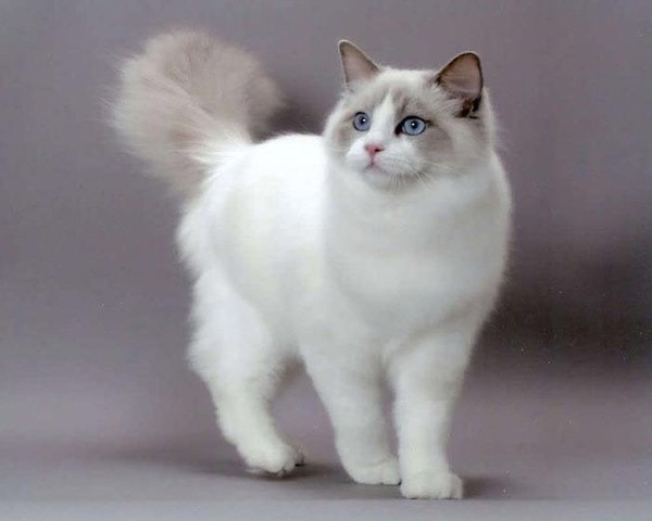 tat-tan-tat-ve-meo-ragdoll