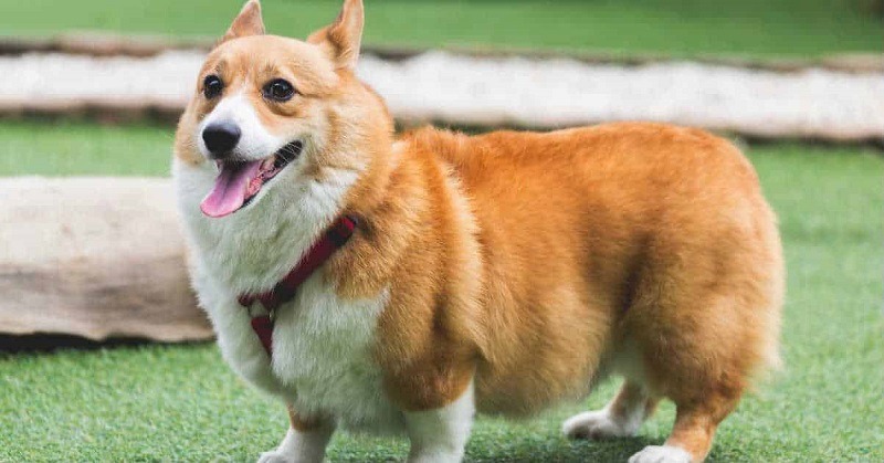 Chân ngắn là đặc trưng của giống chó Corgi