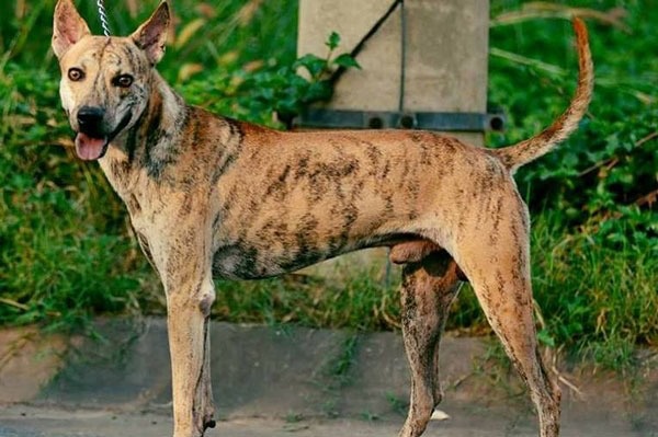 “Vương khuyển” Việt Nam