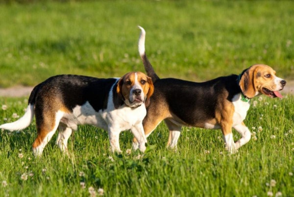Vẻ đáng yêu của chó Beagle