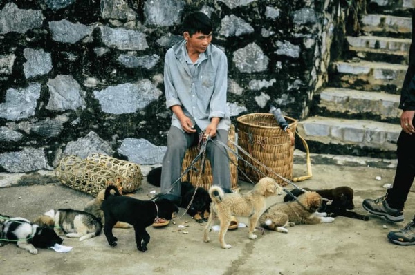 uu-nhuoc-diem-cua-cho-co-so-voi-cho-canh
