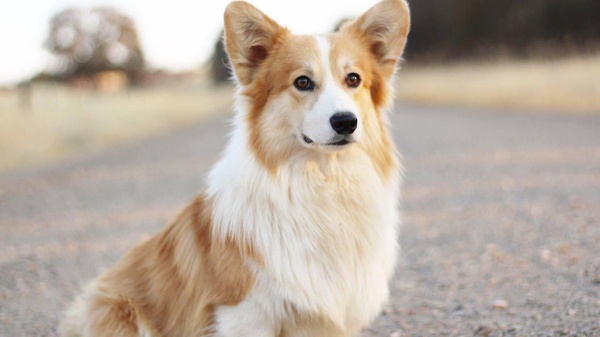 benh-thuong-gap-o-corgi