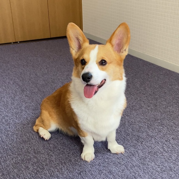 cach-xu-ly-cho-corgi-bo-an-bieng-an
