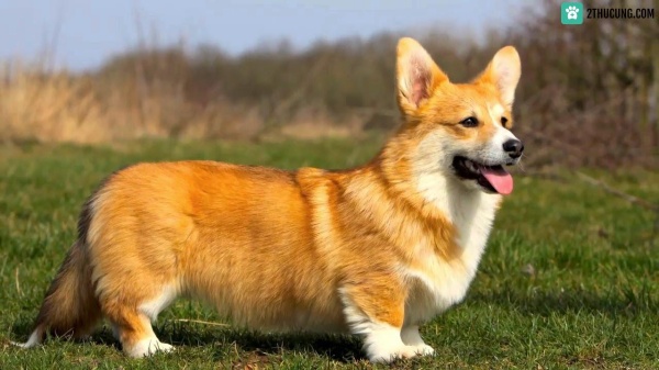 cach-xu-ly-cho-corgi-bo-an-bieng-an