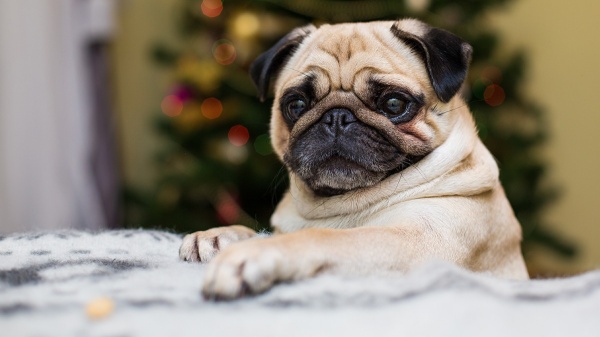cho-pug-bi-rung-long-nhieu-nguyen-nhan-va-cach-xu-ly-dut-diem