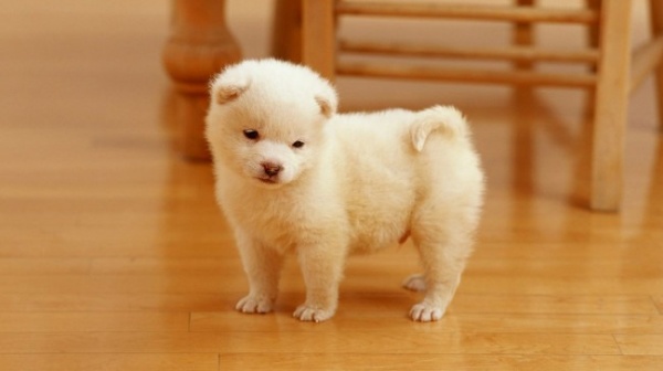 vi-sao-cho-con-keu-nhieu-vao-ban-dem