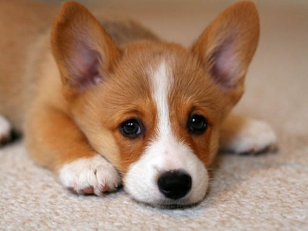 vi-sao-cho-con-keu-nhieu-vao-ban-dem