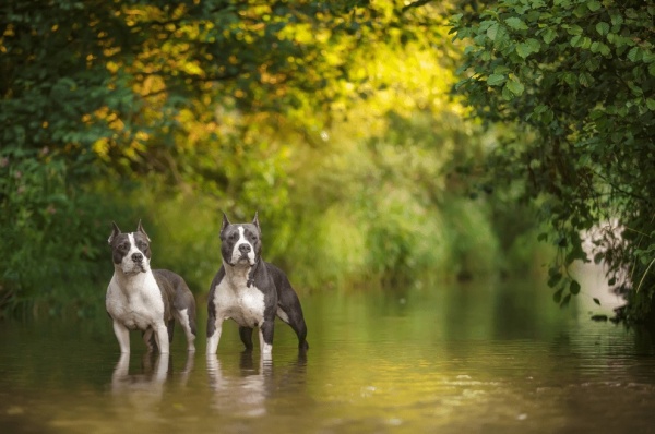 vi-sao-cho-pitbull-con-la-doi-tuong-duoc-nhieu-chu-nuoi-san-don-nhat