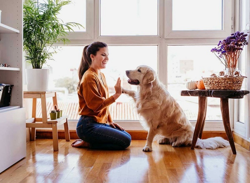 Bạn phải dành một khoảng thời gian nhất định cho thú cưng của mình để biến chúng trở thành một thành viên có giá trị, cư xử tốt và đáng yêu trong gia đình. Ảnh minh họa: Shutterstock