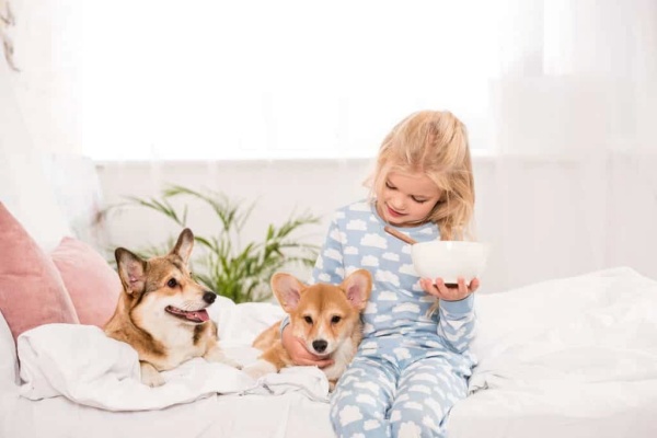 5-ly-do-khien-moi-nguoi-deu-muon-so-huu-mot-chu-cho-corgi2