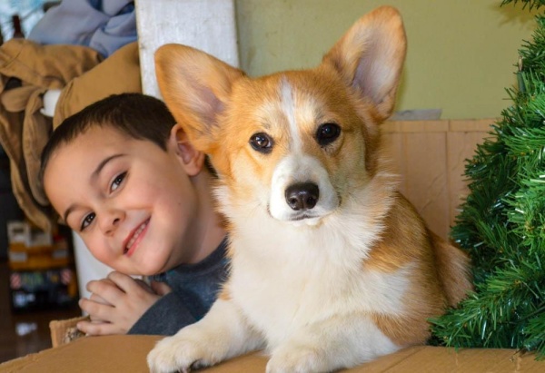 Chó Corgi mông trái tim nhà ta rất yêu quý các bạn nhỏ