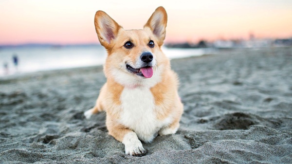 6-ly-do-khien-corgi-mong-trai-tim-duoc-nhieu-nguoi-yeu-thichtai-sao-corgi-mong-trai-tim-lai-dang-yeu-den-vay2