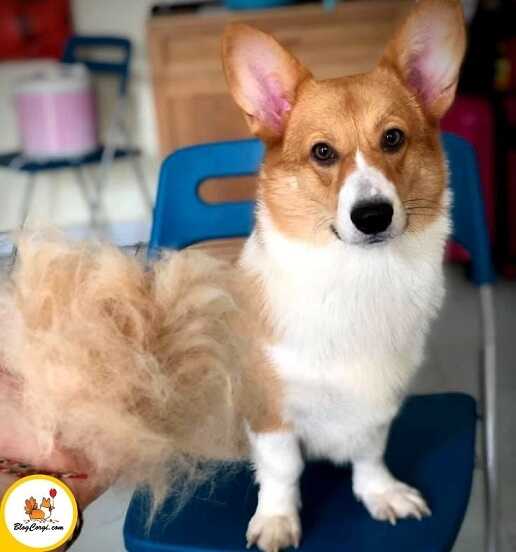 Cách chữa bệnh rụng lông ở chó corgi