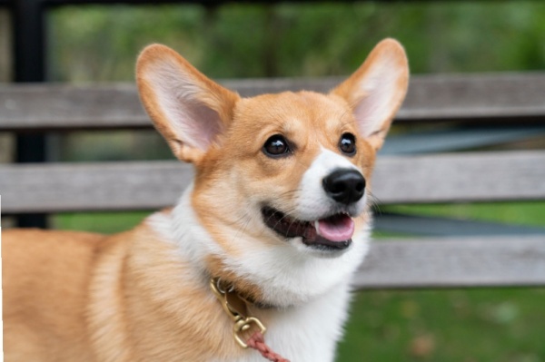 Chó Corgi thuần chủng phải có đôi tai hình tam giác dựng thẳng