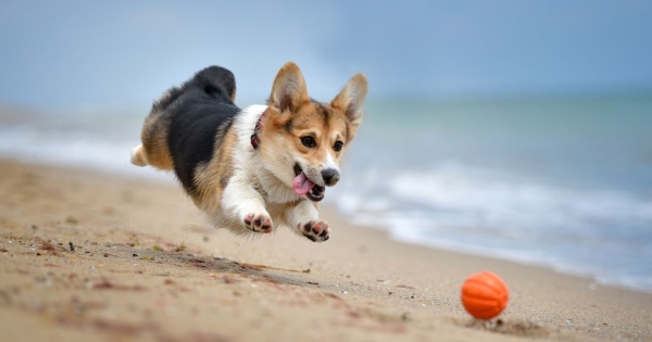 kinh-nghiem-giup-ban-nhan-biet-cho-corgi-thuan-chung-bang-mat-thuong3