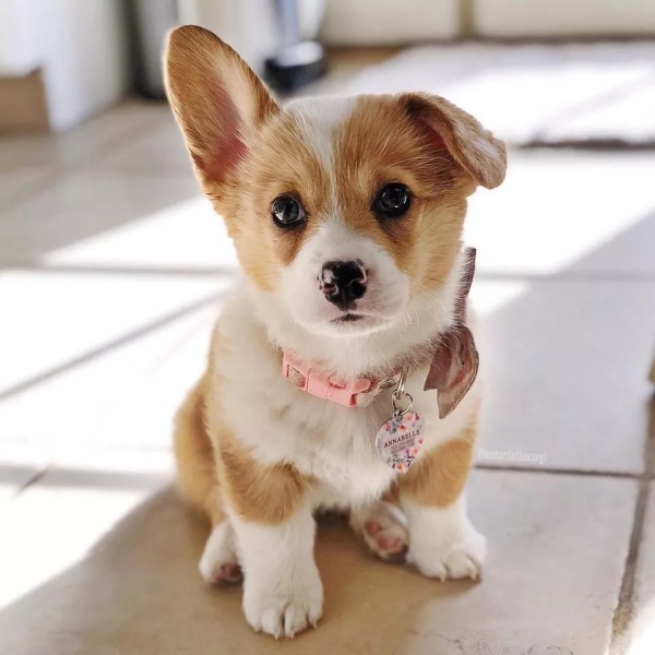 kinh-nghiem-giup-ban-nhan-biet-cho-corgi-thuan-chung-bang-mat-thuong4