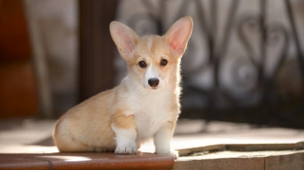 kinh-nghiem-giup-ban-nhan-biet-cho-corgi-thuan-chung-bang-mat-thuong5