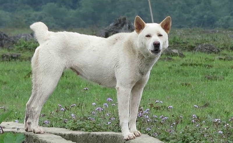 Chó Mông Cộc có thể ăn bất cứ thứ gì mà người chủ cung cấp
