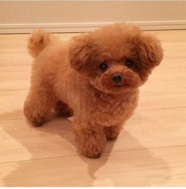 mot-so-dieu-can-luu-y-khi-cham-soc-cho-poodle-2-thang-tuoi1
