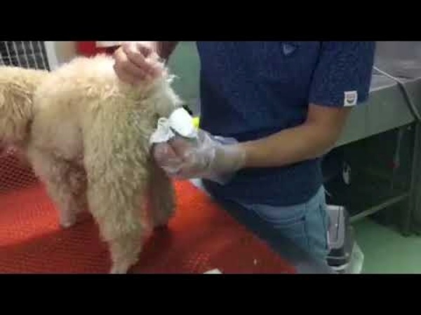 Cách vắt tuyến hôi của chó