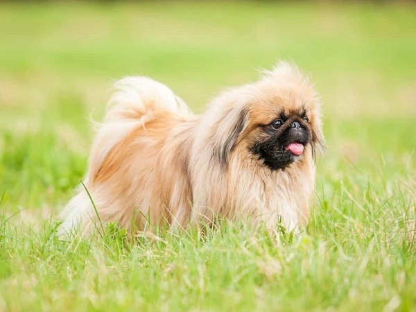 tat-tan-tat-thong-tin-chi-tiet-khi-nuoi-cho-bac-kinh-trang3