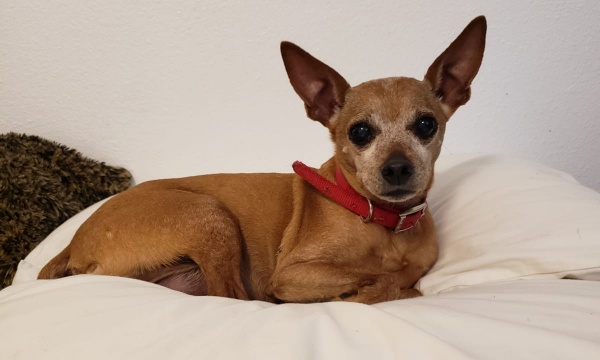 vi-sao-chihuahua-lam-mom-am-i-van-hut-nguoi-nuoi3