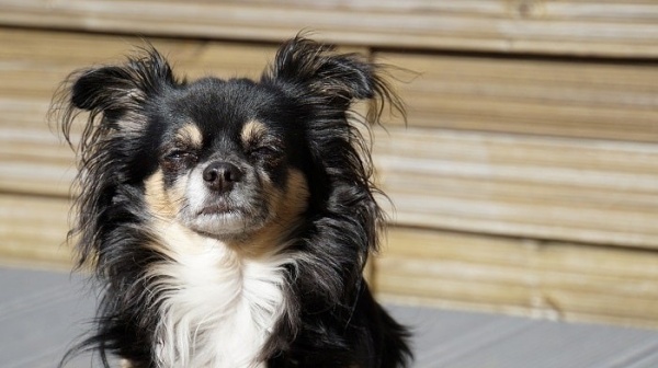 vi-sao-chihuahua-lam-mom-am-i-van-hut-nguoi-nuoi8